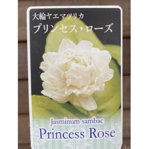 ジャスミン　大輪八重咲きマツリカ　プリンセスローズ　（３寸ポット植え）　ピカケ　苗