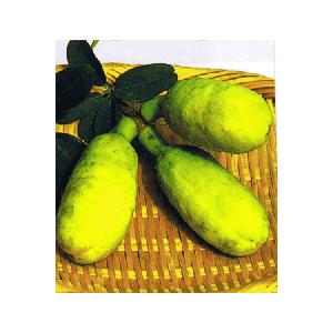 大株　　 バナナアケビ（五葉あけび）　５寸ポット植え　：果樹苗