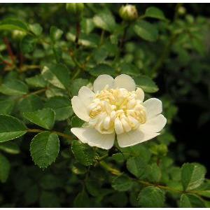 白花　テリハノイバラ（照葉野薔薇）５寸鉢植え　唐子咲き　苗　苗木　ばら
