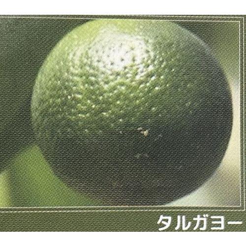 沖縄柑橘　タルガヨー　：果樹苗　柑橘苗　苗木　接木　苗　みかん　　沖縄かんきつ