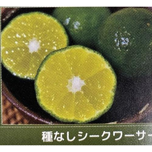 沖縄柑橘　種無しシークアーサー（シークワーサー）　：果樹苗　柑橘苗　苗木　接木　苗　みかん　　沖縄か...