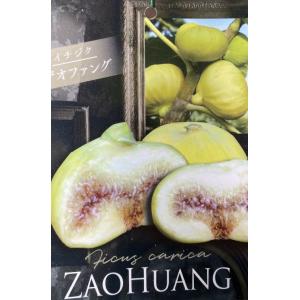 ザオファング　（イチジク）：果樹苗　いちじく　無花果　苗木　いちじく　