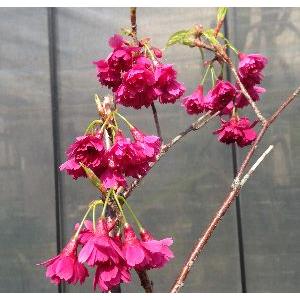 6寸鉢植え　桜の木　桜の苗木　桜の花　八重寒緋桜：ヤエカンヒザクラ（桜） 苗木 さくら 苗 サクラ（...