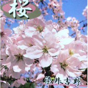 ６寸鉢植え　桜　桜の木　桜の苗木　吉野桜（染井吉野桜）：ソメイヨシノザクラ（桜） 苗木 さくら 苗 ...