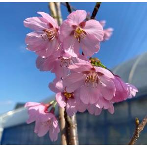 ６寸鉢植え　桜の木　桜の苗木　桜の花　プリンセス雅桜：プリンセスミヤビザクラ（桜） 苗木 さくら 苗...