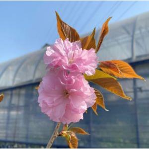 ６寸鉢植え　桜の木　桜の苗木　桜の花　関山桜：カンザン（桜） 苗木 さくら 苗 サクラ