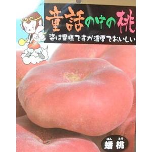 桃の苗木　蟠桃　バントウ（桃） 6寸鉢植え　：果樹苗　チャイナピーチ　爆買