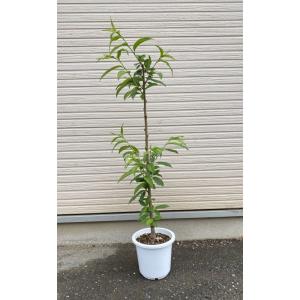 桃の苗木 蟠桃 バントウ(桃) 6寸鉢植え :...の詳細画像1