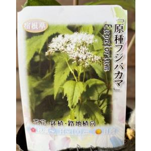 原種 藤バカマ (日本原産種) 3寸ポット植え...の詳細画像1