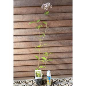 原種 藤バカマ (日本原産種) 3寸ポット植え...の詳細画像2