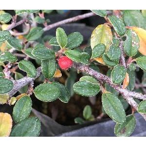 コケモモ 苗木 植木 の商品一覧 花 ガーデニング 通販 Yahoo ショッピング