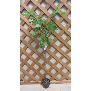 日本花卉ガーデンセンターyahoo 店 アカシア 花木 庭木 Yahoo ショッピング