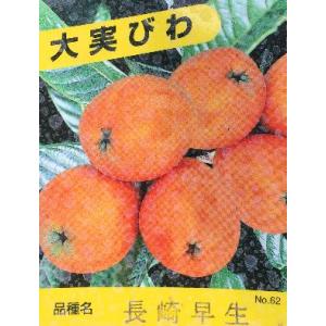 ジャンボビワ　クィーン長崎　大実早生/びわ/苗木/果樹苗/枇杷　29 クイーン長崎】 3年生接木苗 大苗 ビワ クイーンナガサキ ※通常発送