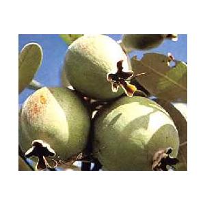 フェイジョア（プリティーグリーン）：果樹苗