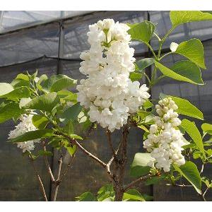 ライラック　（白花）　苗木　苗