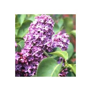 ライラック プレジデントグレビー 2年生 1本 : e-フラワー - 通販