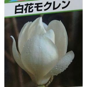 白木蓮（白花木蓮　ハクモクレン）　ハクレン　樹高100センチ程度　苗　苗木　接ぎ木苗