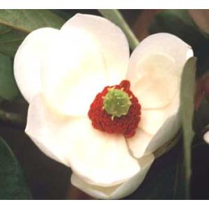 大山レンゲ（オオヤマレンゲ）大山蓮華　５寸鉢植え　苗　苗木