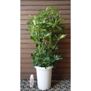 観葉植物：アエオニウム アンナ錦*5号 アンナニシキ : 遊恵盆栽 Yahoo