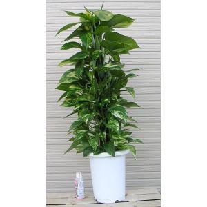 観葉植物 おしゃれ 室内 育てやすい プレゼント 観葉植物