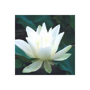 【3月上旬頃出荷】　白蓮：唐招提寺白蓮（蓮の根）