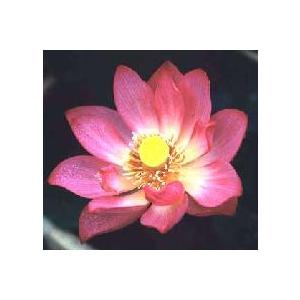 【3月上旬頃出荷】　赤蓮：即非蓮　即緋蓮　（蓮の根）