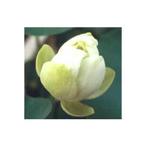 【3月上旬頃出荷】　姫白蓮（蓮の根）