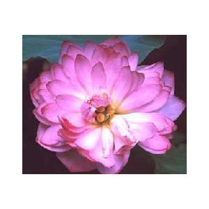 【3月上旬頃出荷】　茶碗蓮（蓮の根）