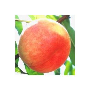 天津水蜜桃 （桃）：果樹苗 桃の苗木 苗 テンシンスイミツモモ : 日本