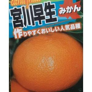 みかん 苗木 興津早生温州みかん 2年生接木苗 爆買いweek : 苗木部 花