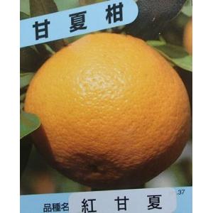 甘夏】 3年生接木苗 大苗 アマナツ ※納期指定:発送予定2026年3月
