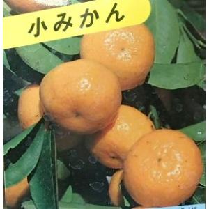 日向夏 ニューサマーオレンジ 5年生 苗木 日向夏 （ ニューサマーオレンジ ） 接ぎ木 15cmポット苗【 送料無料