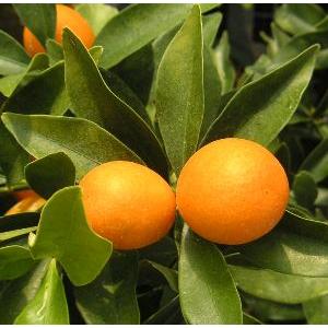 シマトネリコ 9本株立ち 豪華株 約1.9m 現品発送 一点物 特大株 植木