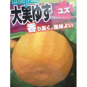 柑橘　果樹苗　一才ゆず 一才ゆず 花ユズ 黒鉢 果樹の苗木 6号/1個売り 花柚子 ハナユズ 一才