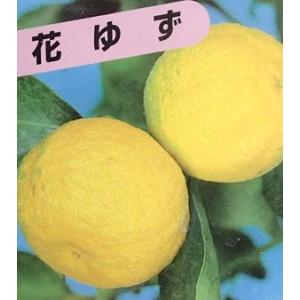 一才ユズ（花柚子、一才柚子）：果樹苗　柑橘苗　苗木　接木　苗　みかん　ゆず