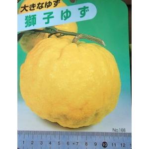 獅子柚子の商品一覧 通販 Yahoo ショッピング