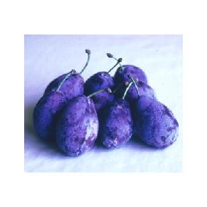 プルーン 苗の商品一覧 通販 Yahoo ショッピング