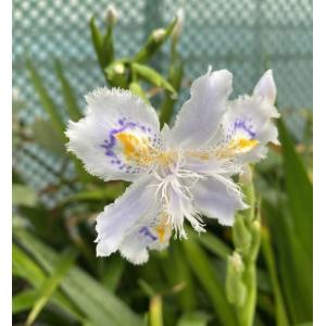 ロータス ブリムストーン 苗 カラーリーフ 寄せ植え 花壇 ハンギング