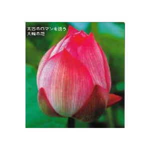 【3月上旬頃出荷】　大賀蓮（蓮の根）