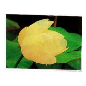 【3月上旬頃出荷】　黄蓮（蓮の根）