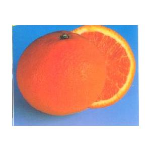 ドット 日向夏 ニューサマーオレンジ 5年生 苗木 日向夏（ニューサマーオレンジ）：果樹苗 柑橘苗 苗木 接木 苗 みかん
