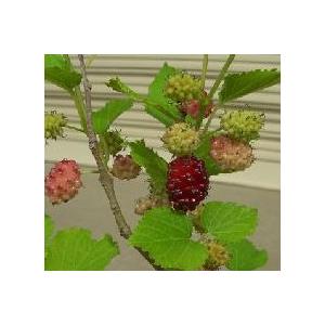 桑の実2 マルベリー 桑の木