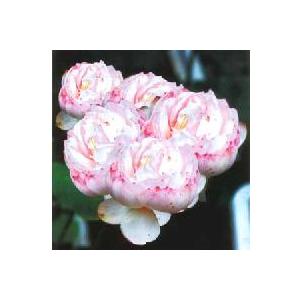 【3月上旬頃出荷】　多頭蓮（蓮の根）