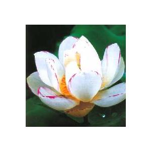 【3月上旬頃出荷】　天竺斑蓮（蓮の根）