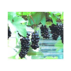 ぶどうの木　ぶどうの苗木　ブドウ苗木　葡萄の木　ポットレッドワン（やまぶどう）：果樹苗