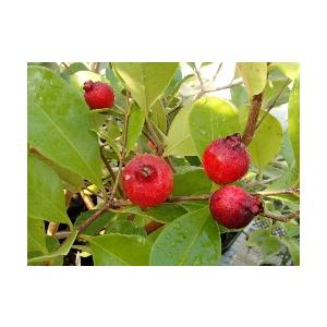 5寸鉢植え　ストロベリーグアバ（赤実グアバ）：熱帯果樹苗