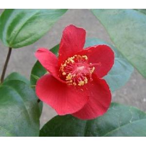 ジャスミン 大輪八重咲きマツリカ プリンセスローズ （4寸鉢植え