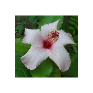 ハイビスカス 原種の商品一覧 通販 Yahoo ショッピング