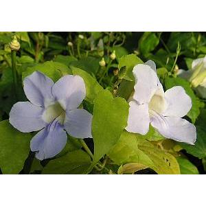 椿 ツバキの苗木 素粧 そしょう : 植物・園芸専門店 花育通販Yahoo!店