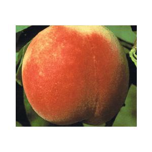 桃の木 あかつき 約2m 現品発送 特大株 特大植木苗木 果樹